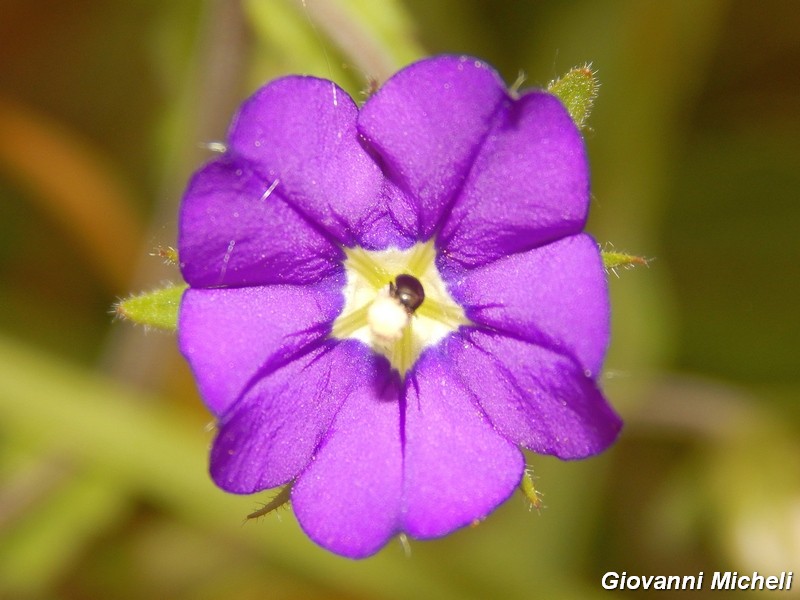 Legousia speculum-veneris